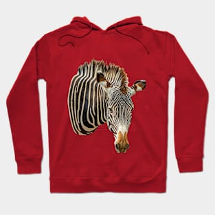 Zebra looking at you Hoodie